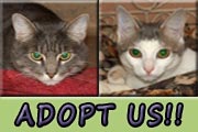 Adopt Us Please!