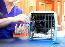 Aunt Stacey's Cats' Featured Video