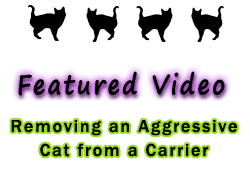 Featured Video